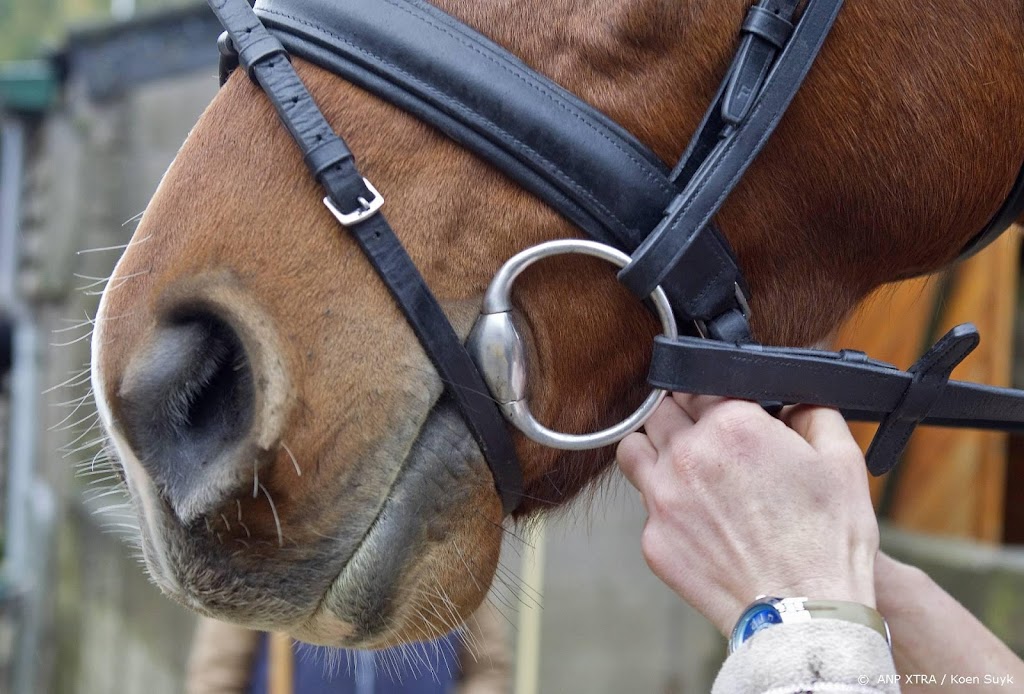 Onderzoek paardensportbond: grensoverschrijdend gedrag valt mee
