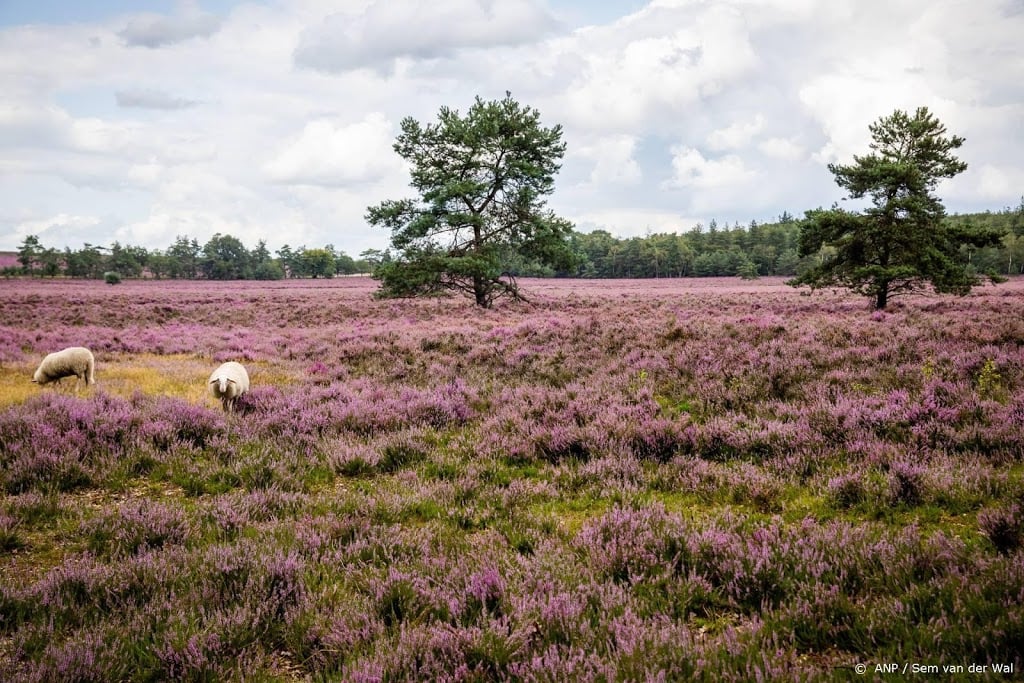 Braillepluim gaat naar Staatsbosbeheer