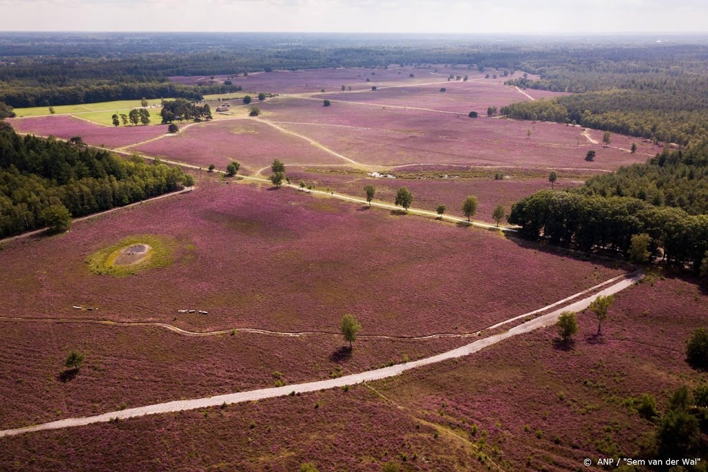 Wolf doodgereden op Noord-Veluwe