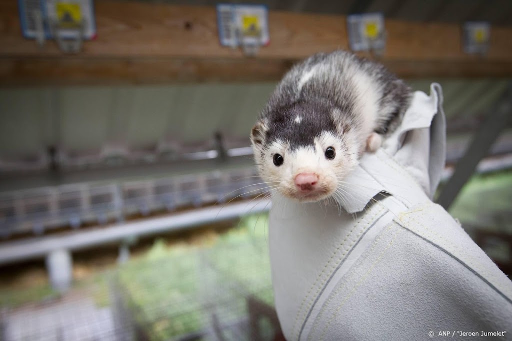 Nertsenfokkers berusten in ruiming moederdieren en pups