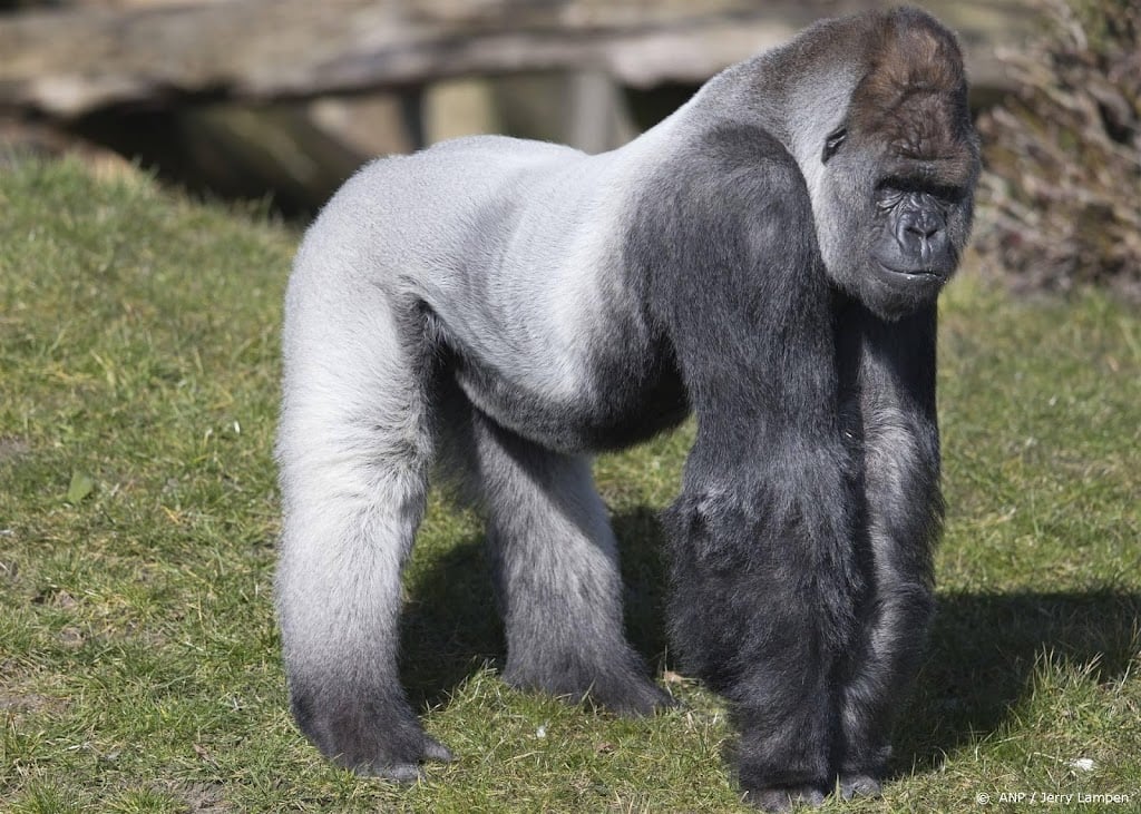 Beroemde gorilla Bokito uit Diergaarde Blijdorp overleden