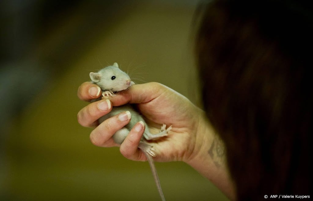 Nederlandse ratten en muizen resistenter tegen gif