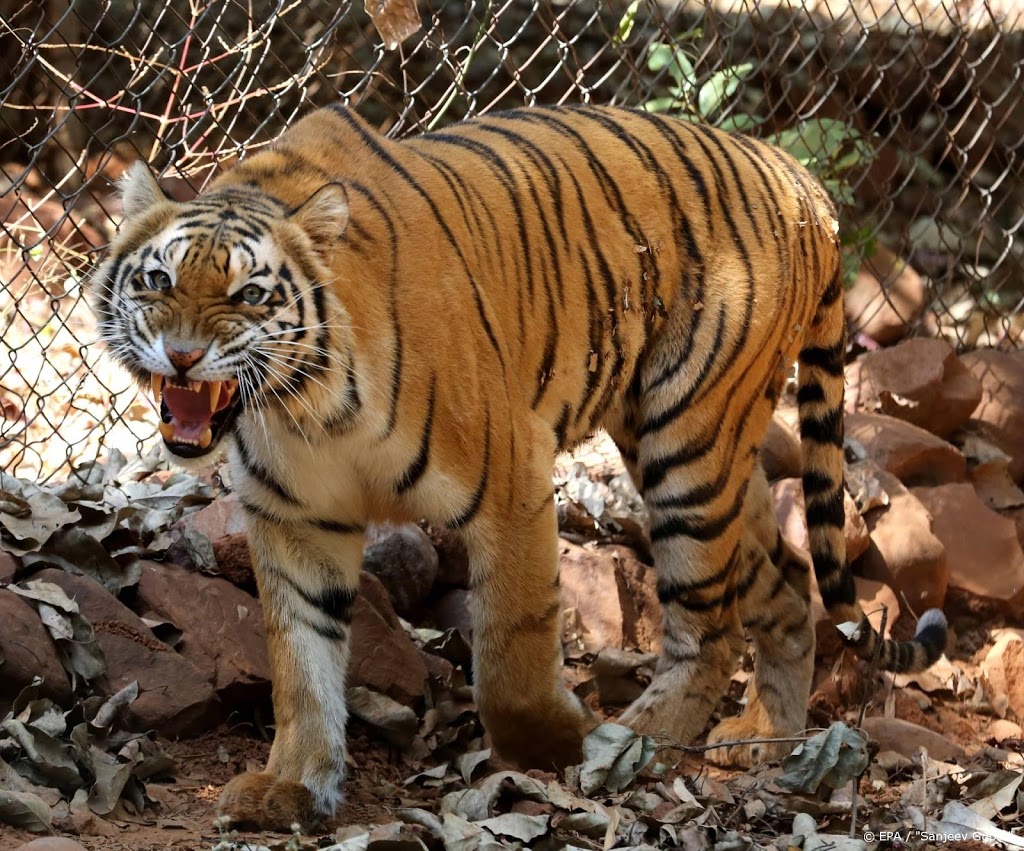Tijger in dierentuin New York heeft coronavirus