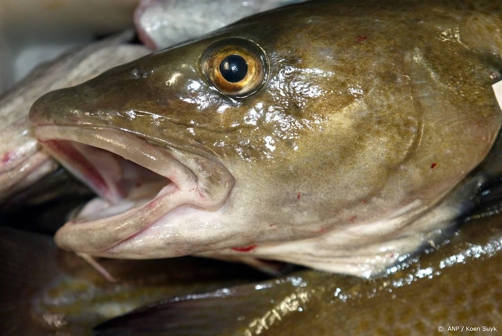 RIVM: relatief veel PFAS in vis, maar voedingsadvies blijft staan
