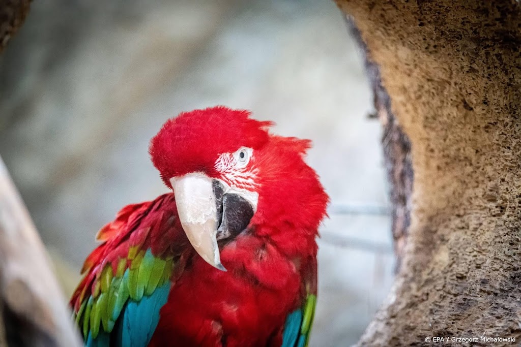 Leidse onderzoeker ontdekt eend die 'bloody fool' zegt
