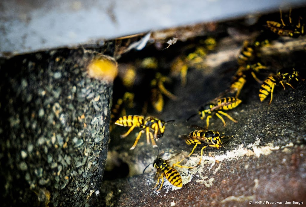 Nature Today: weinig wespen door combinatie van weersextremen