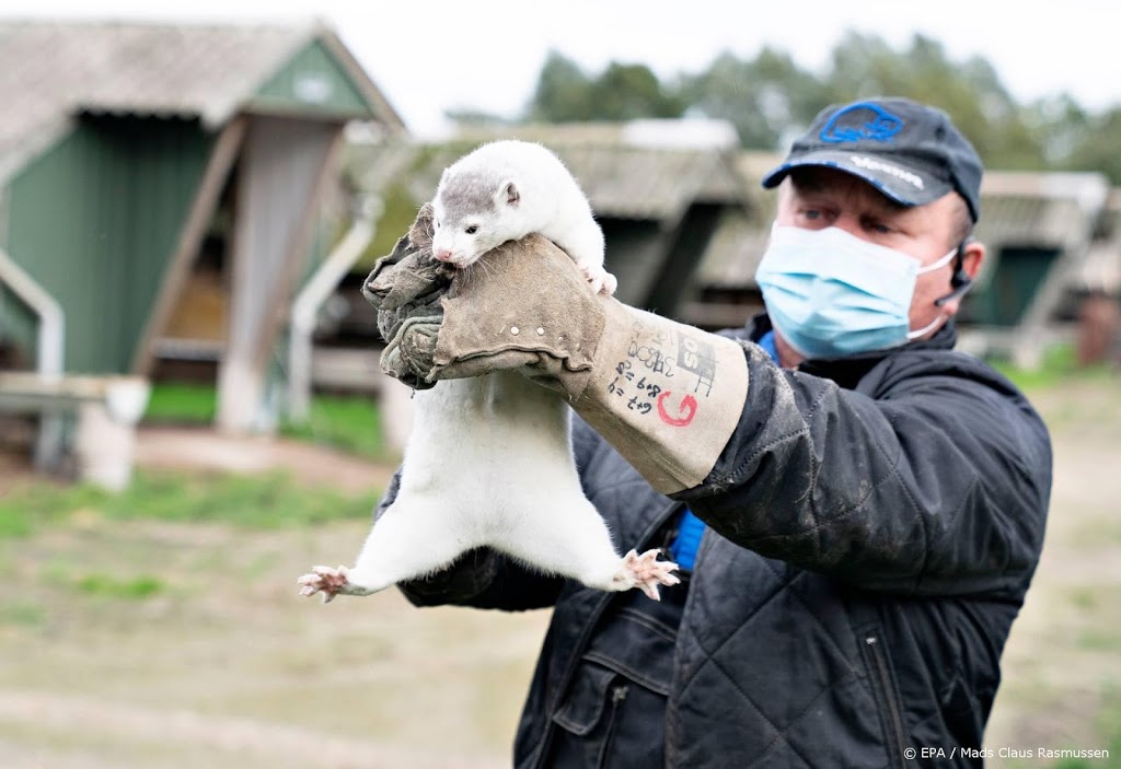 Ruim 200 mensen besmet met gemuteerd coronavirus in Denemarken