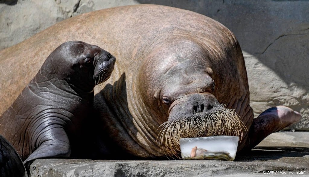 'Noren uit Groenland verdwenen vanwege uitstervende walrussen'