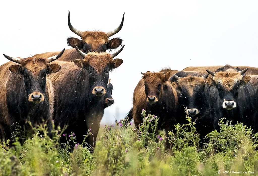 Staatsbosbeheer mag dieren in Oostvaardersplassen laten grazen