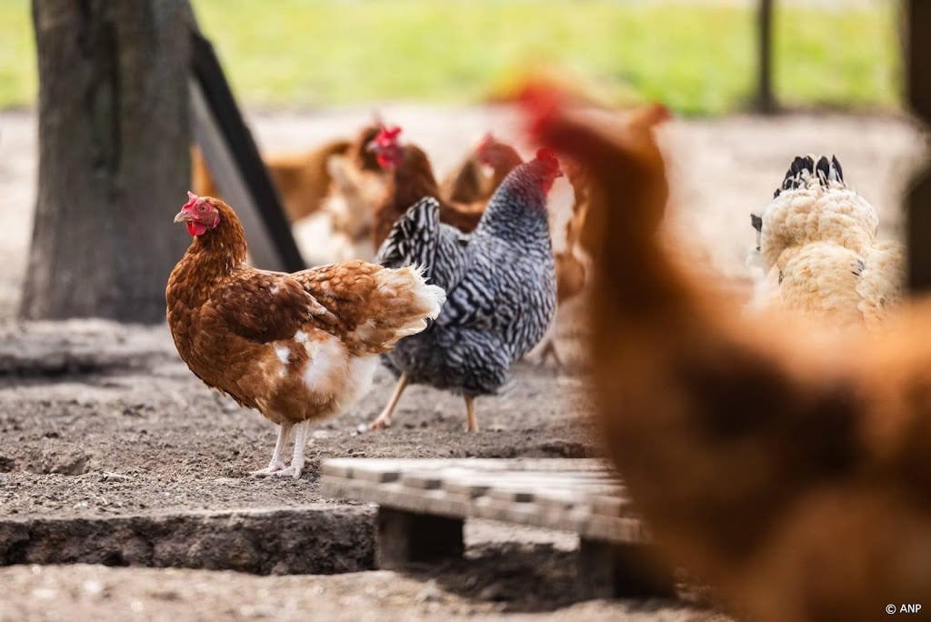 Eerste besmetting vogelgriep sinds maart vastgesteld in Drenthe