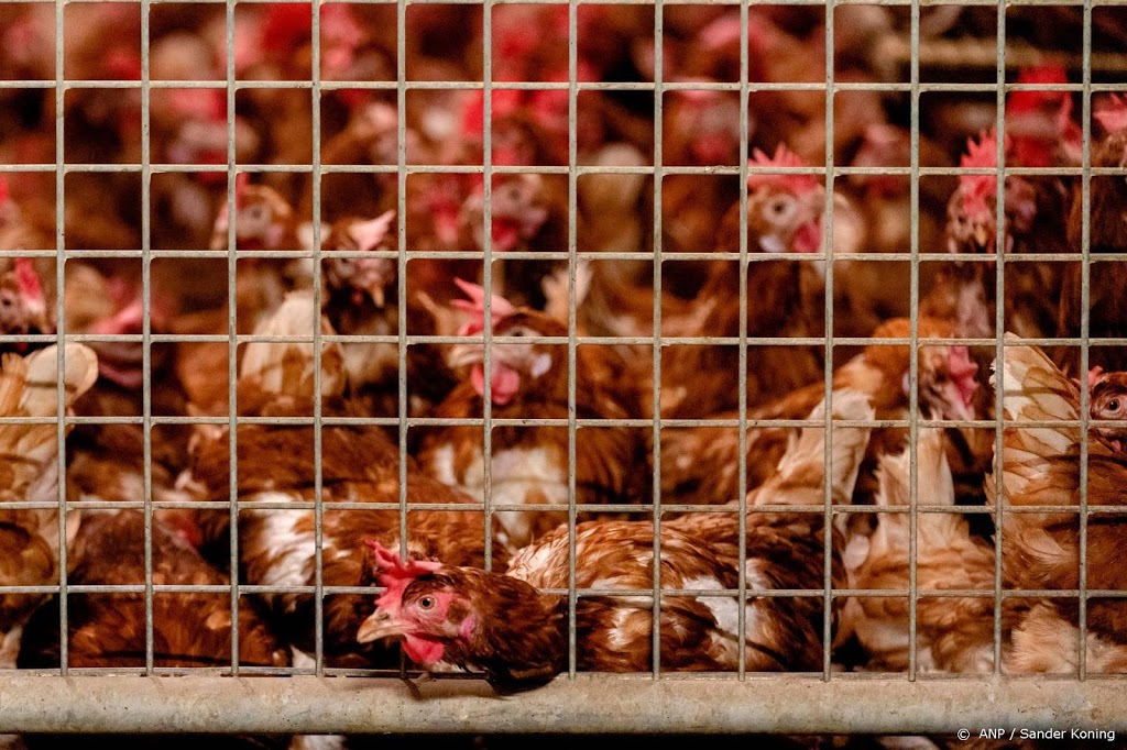 Vogelgriep bij pluimveebedrijf in Sint Annaparochie