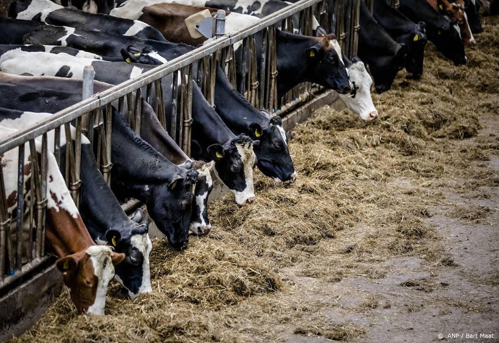Onderzoek: dierenwelzijn melkkoeien minder snel verbeterd