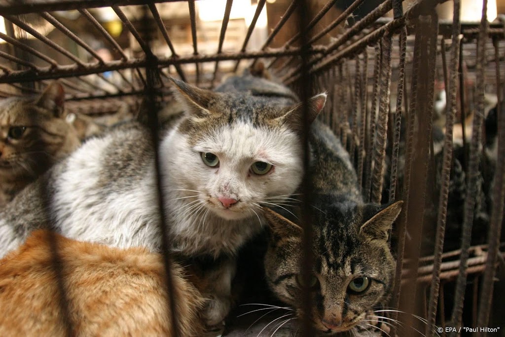 China wil opeten honden en katten verbieden