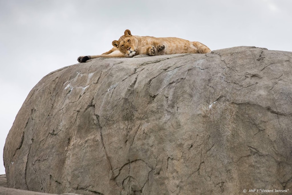 'Zorg van dieren in dierentuinen door crisis in gevaar'