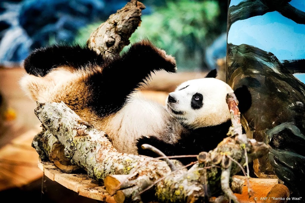 Ouwehands ziet voortekenen van komst pandajong