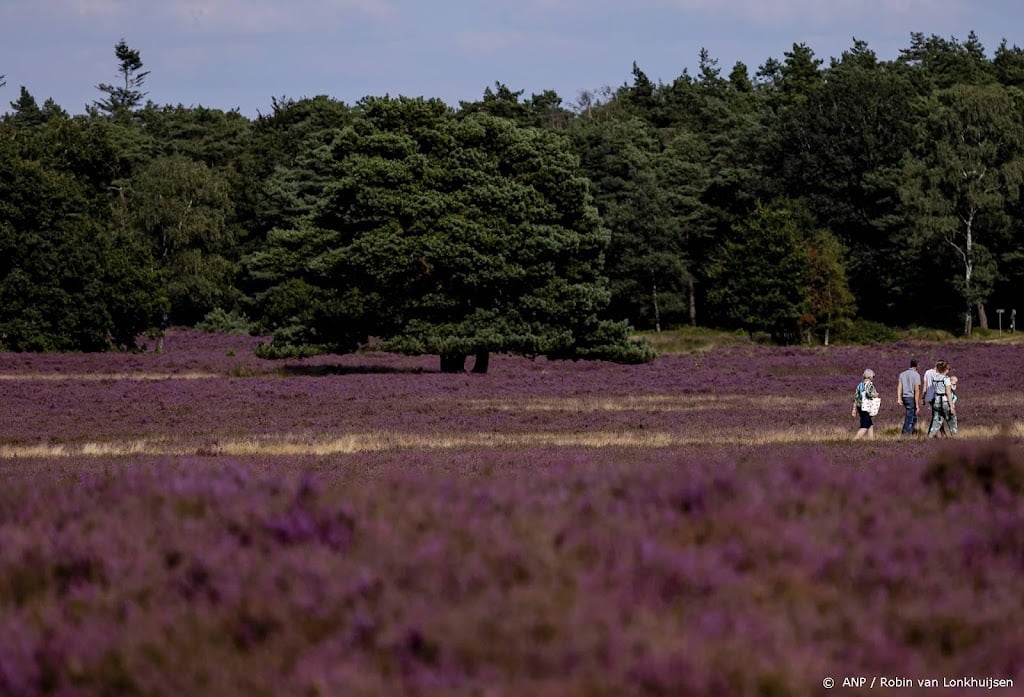 Naaldbossen en heide staan er erg slecht voor door droogte
