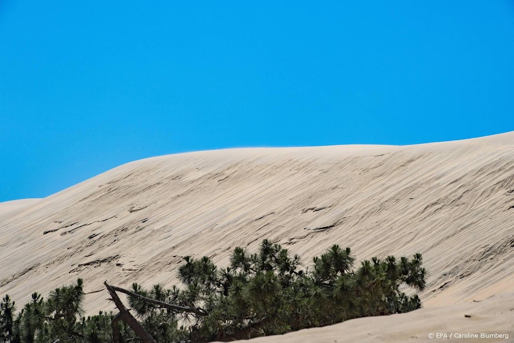 Fransen versterken duinen met afgedankte kerstbomen
