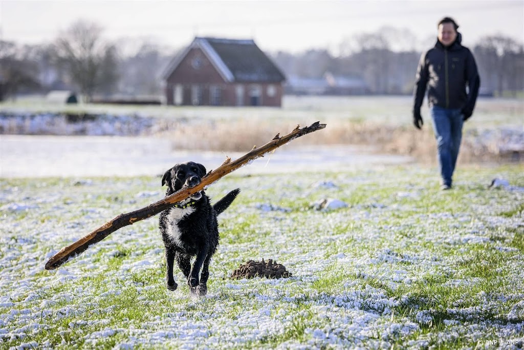 Vergelijkingssite: meer huisdieren verzekerd afgelopen vijf jaar