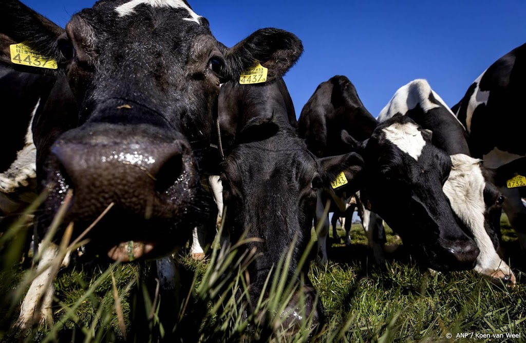Melkveehouders kwaad over 'onzinnige' stikstofplannen