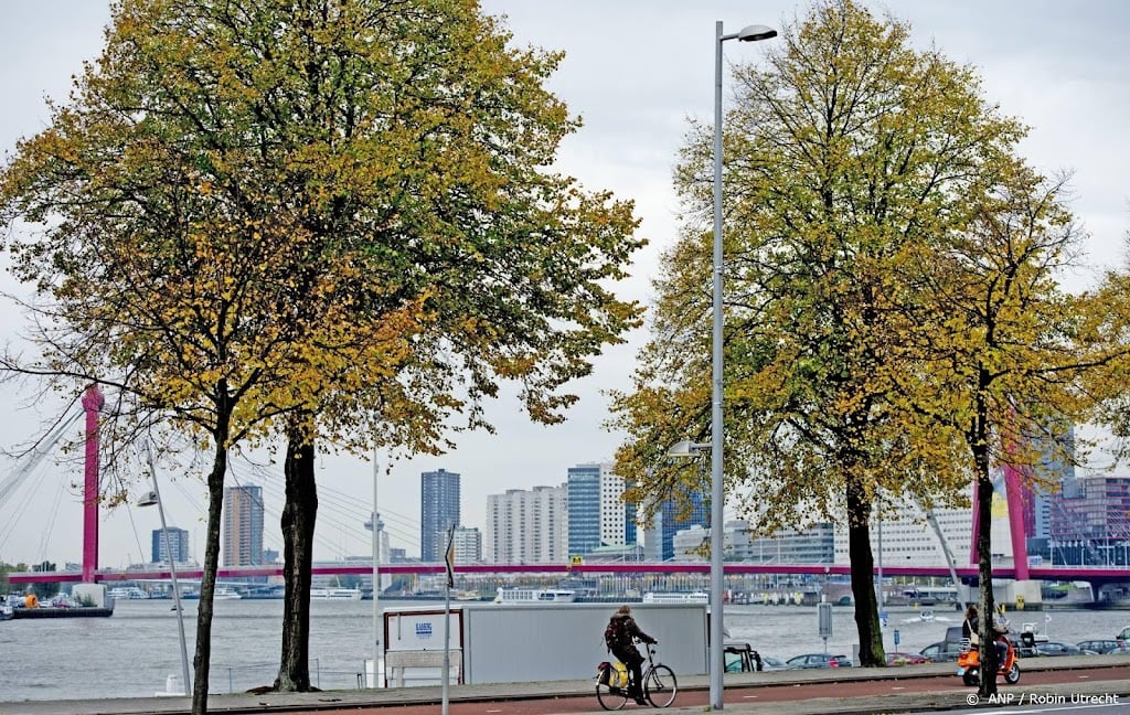 Rotterdam legt met QR-code uit waarom boom gekapt wordt