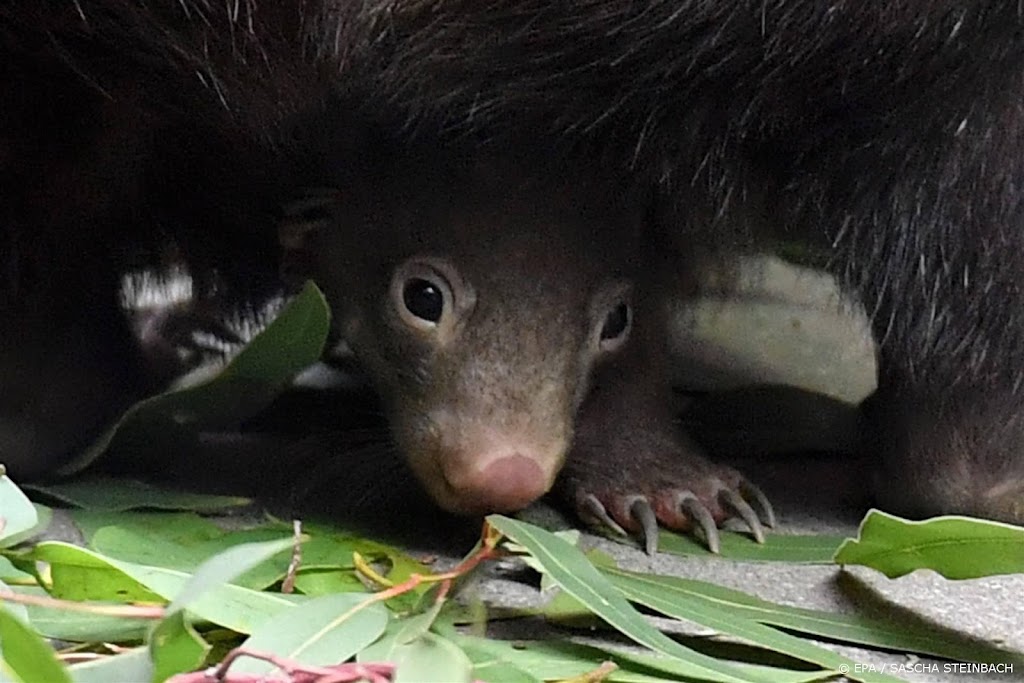 Dierentuin BestZoo verwelkomt eerste wombat-jong in Nederland