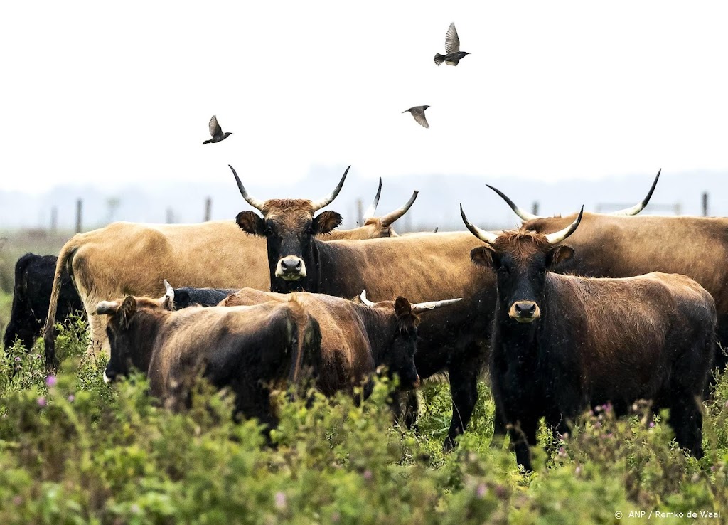 Extra voer voor dieren in Oostvaardersplassen door droogte