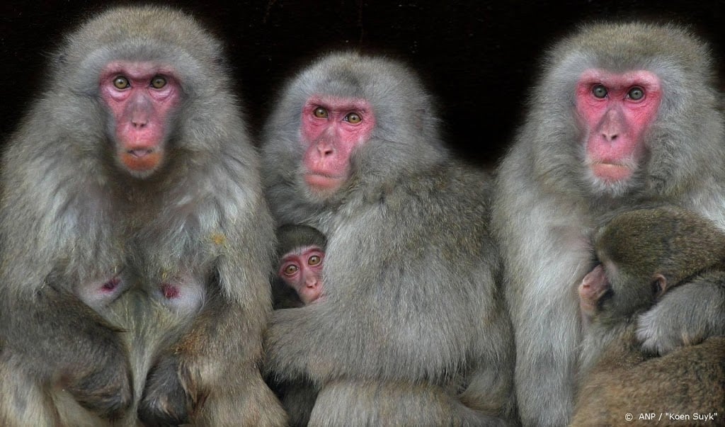 Apen massaal ontsnapt uit Japanse dierentuin