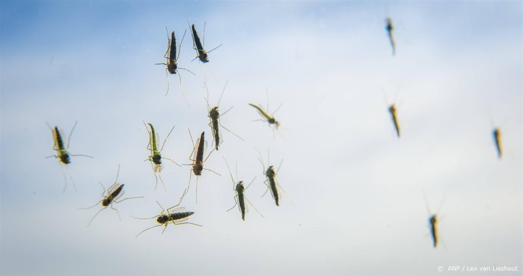 Overlast door muggen flink toegenomen, wordt mogelijk nog erger