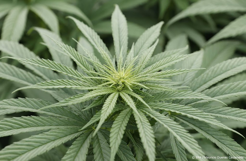 Studie: cannabis kan corona-infectie voorkomen