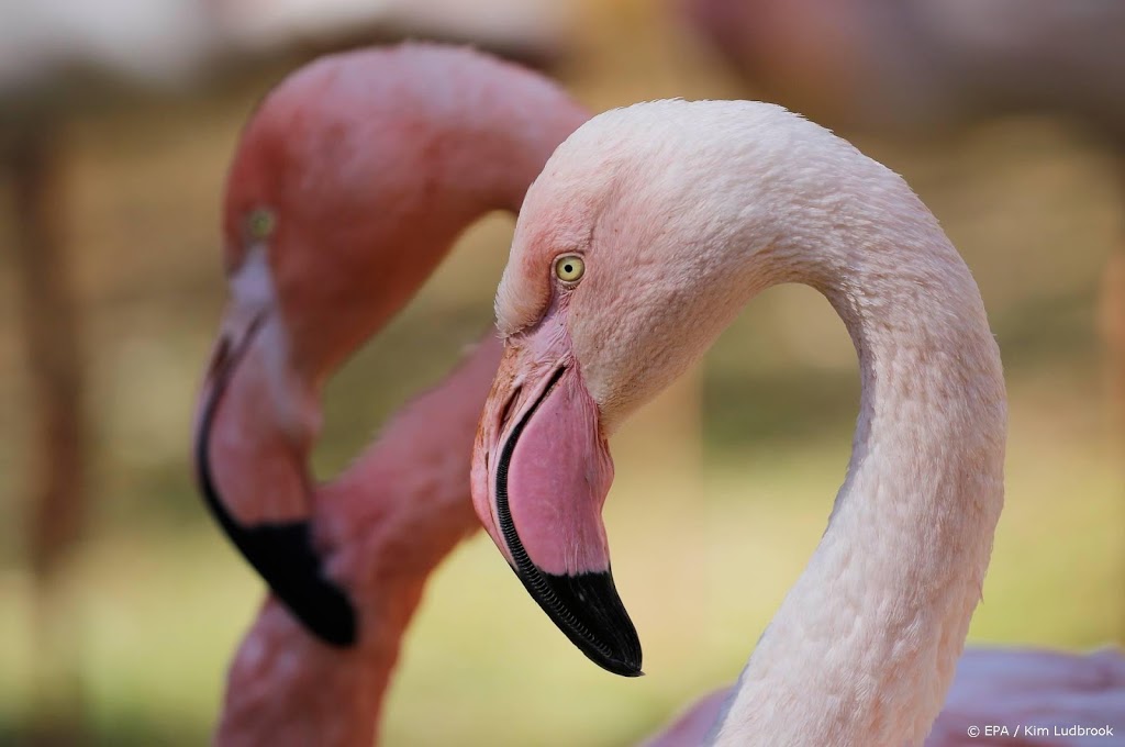 Flamingo's zorgen voor recordaantal kuikens in GaiaZoo