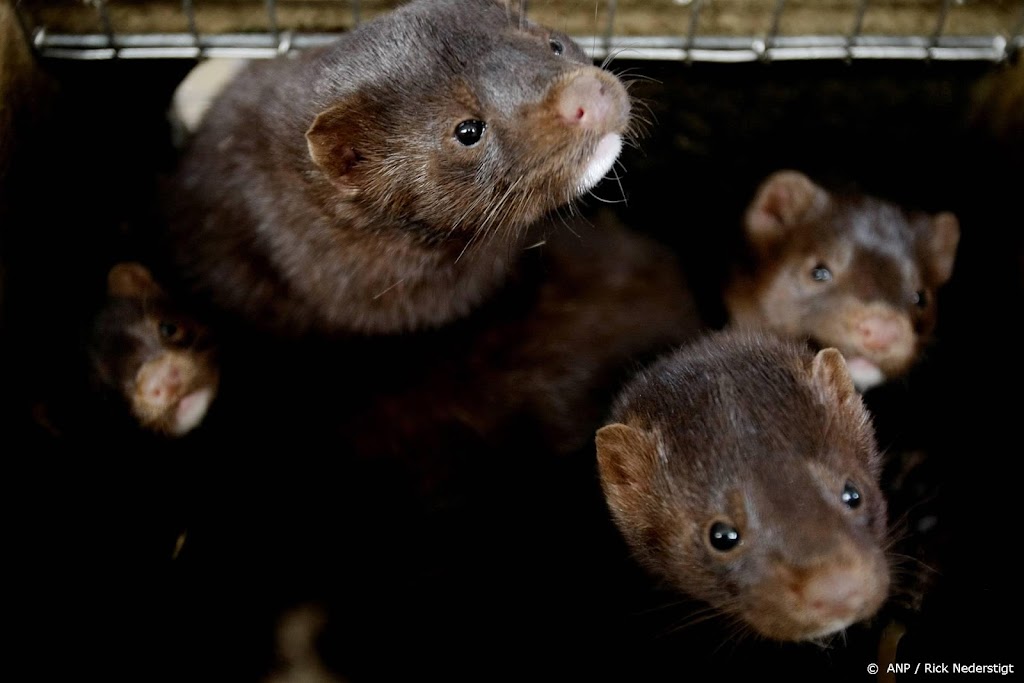 Duizenden nertsen op weg naar Denemarken voor herstart fok