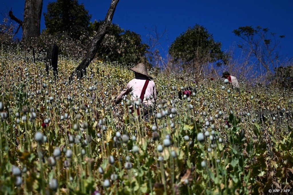 Myanmar gaat Afghanistan voorbij als grootste opiumproducent