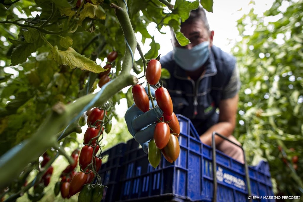 Onderzoek legt misstanden in Italiaanse tomatenteelt bloot