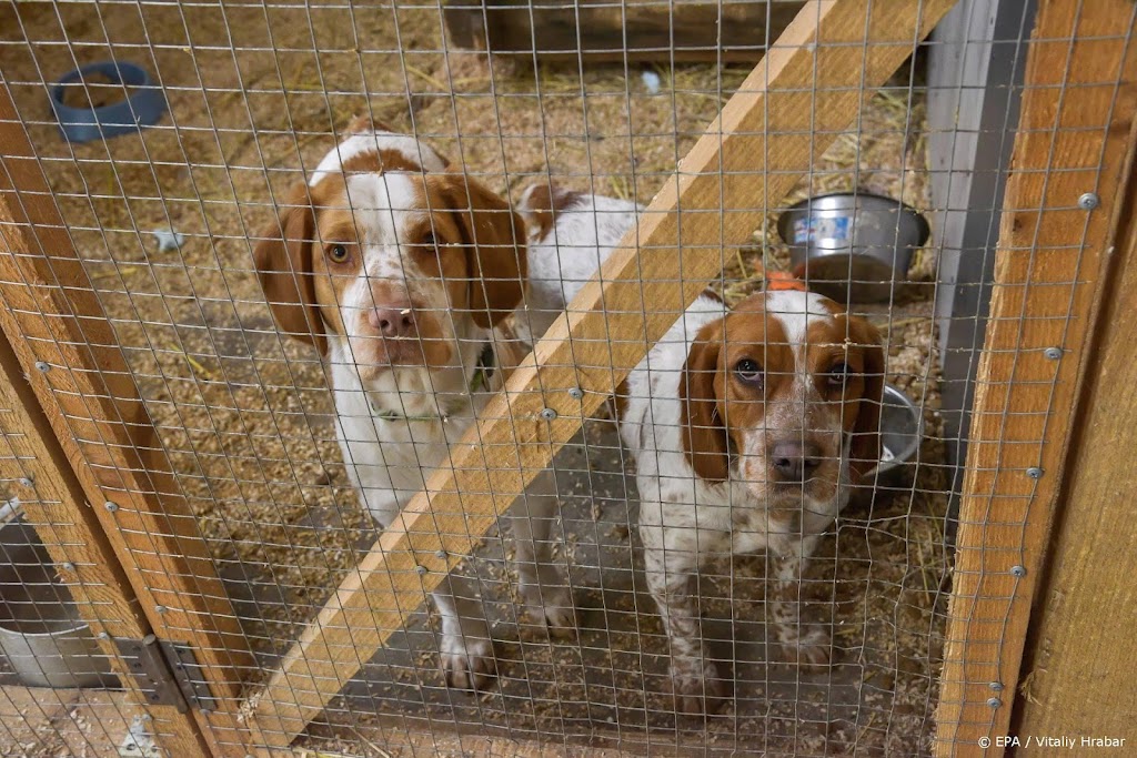Dierenartsen hebben al zo'n 300 dieren uit Oekraïne behandeld