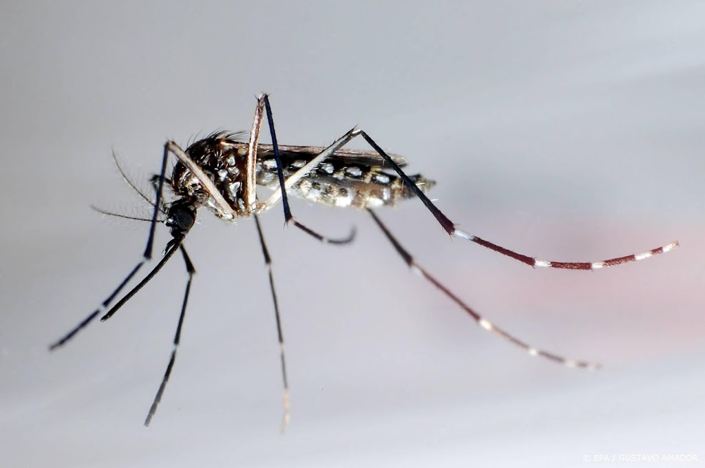 AkzoNobel bestrijdt knokkelkoorts met vernis die muggen verjaagt