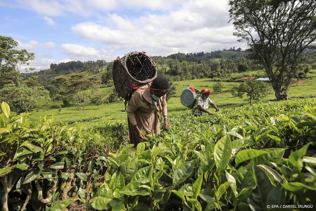 Bijna 150.000 theewerkers in Bangladesh leggen werk neer