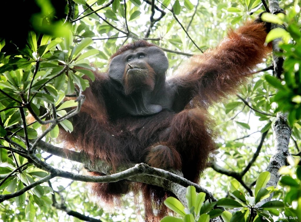 WWF: nog steeds nemen wereldwijd populaties wilde dieren af
