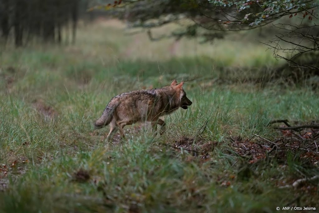 Kwart Nederlanders vindt dat wolf hier niet thuishoort