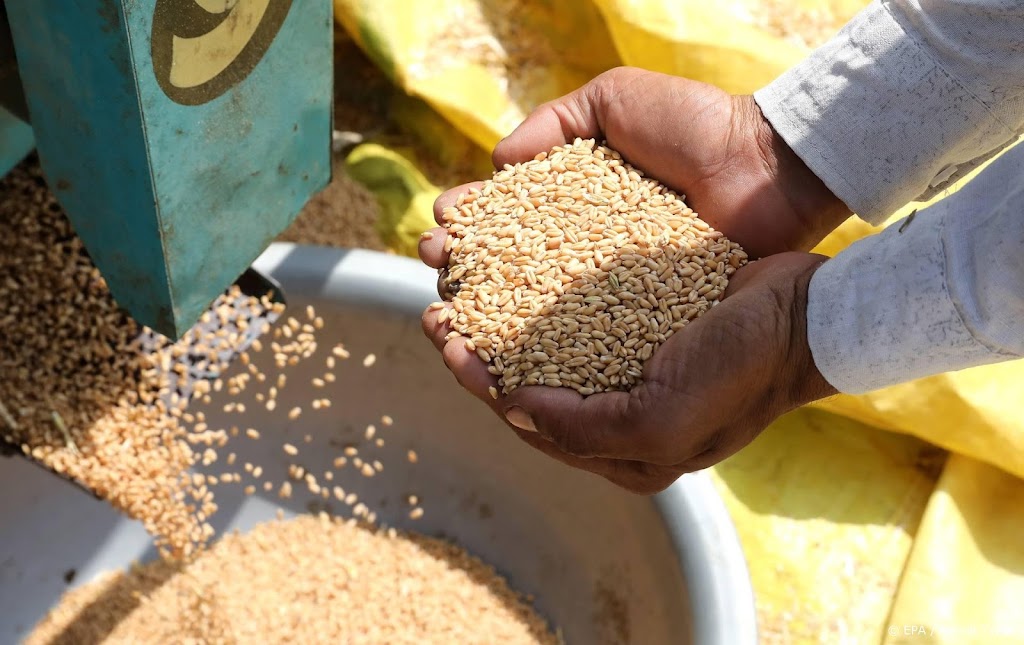 India verbiedt export tarwe, prijzen kunnen wereldwijd oplopen