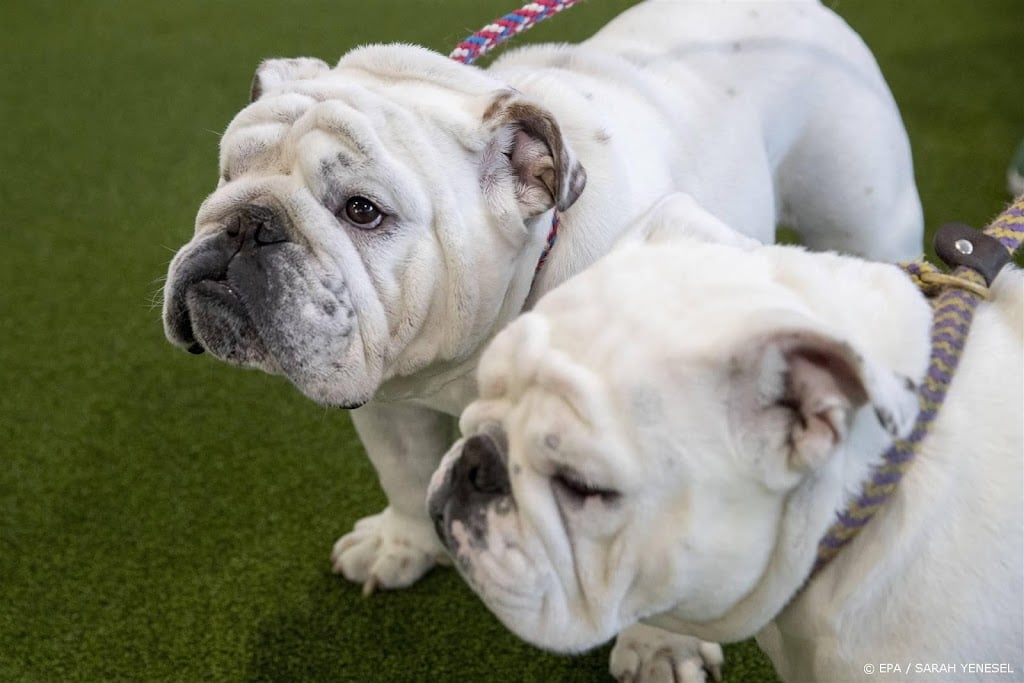 Voor het eerst een boete voor fokker van Franse bulldogs