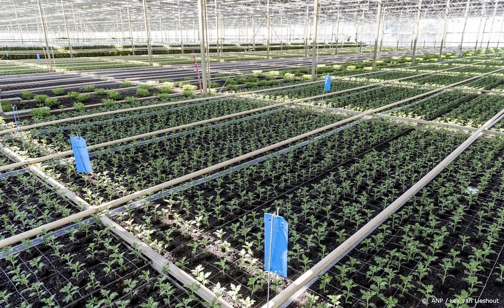 Energiecrisis raakt export bloemen en planten