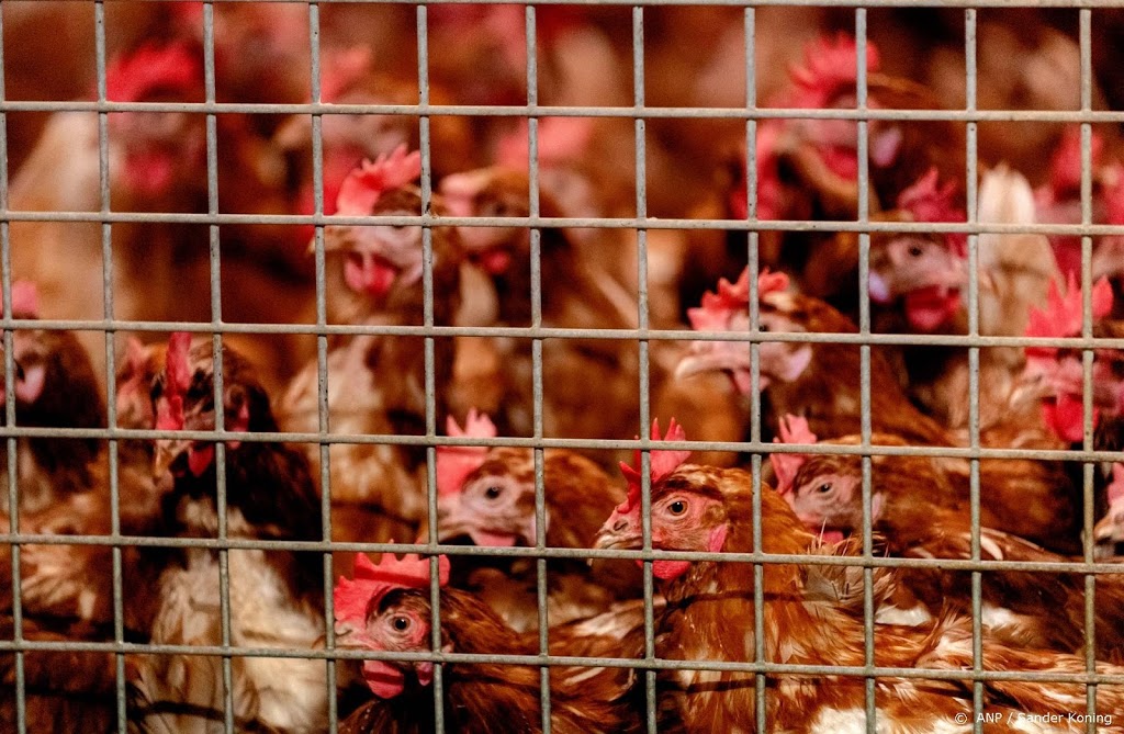 Vogelgriep bij pluimveebedrijf in Friesland, 28.000 kippen gedood