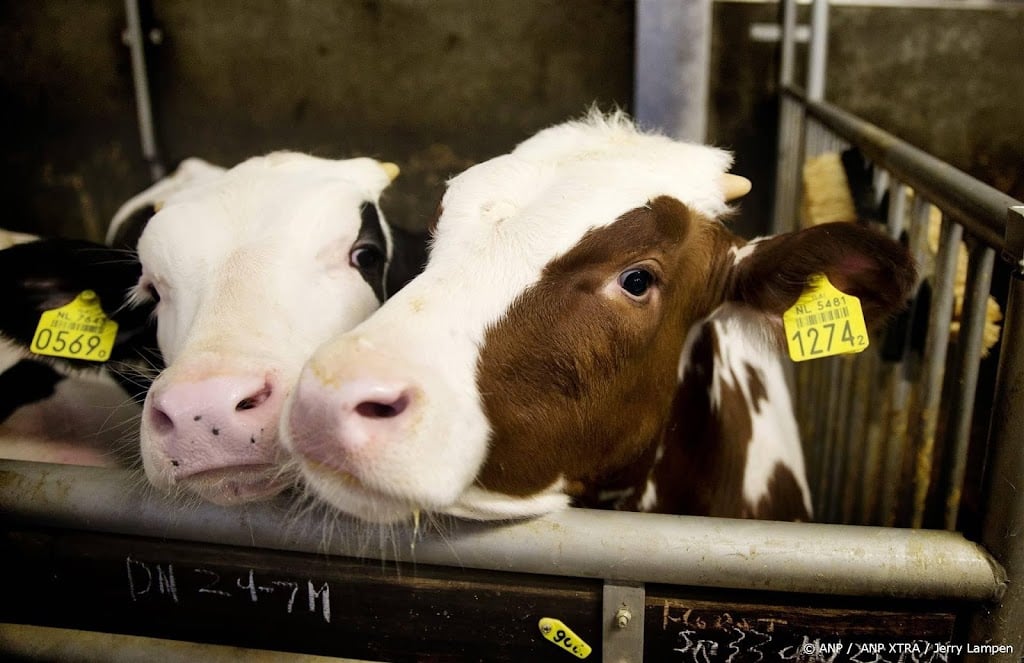 Dier&Recht begint rechtszaak tegen kalfs- en rundvleesproducent