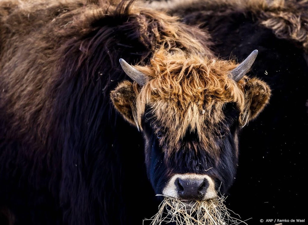 Nog steeds te veel grote grazers in Oostvaardersplassen