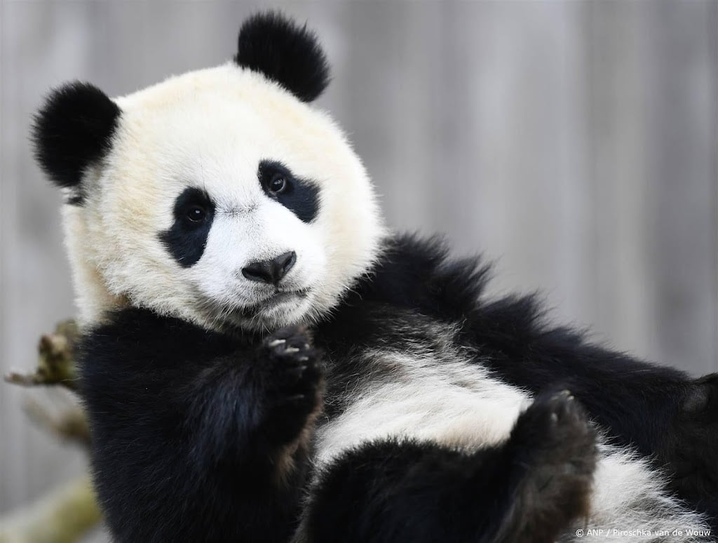 Panda in Ouwehands Dierenpark krijgt twee jongen, een overleden