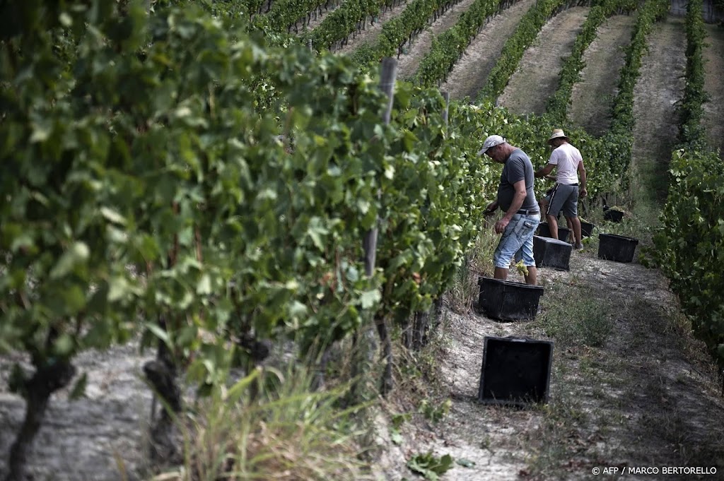 Schimmels zitten Italiaanse wijnboeren dwars na hevige regenbuien