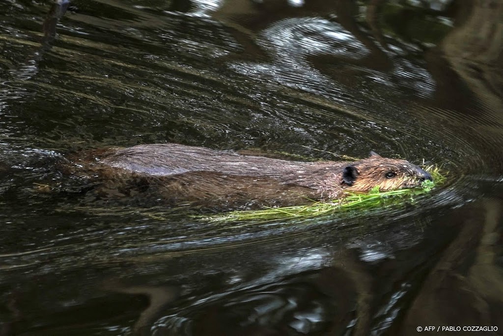 Bever graaft weer gangen in dijk langs de Maas in Brabant