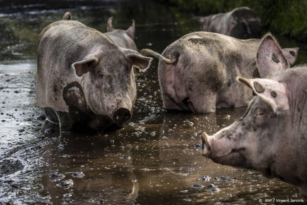 CBS: minder stikstof in veehouderij, vooral bij varkens en koeien