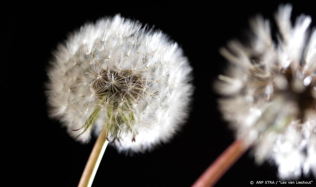 Hooikoortspatiënten gewaarschuwd voor pollen