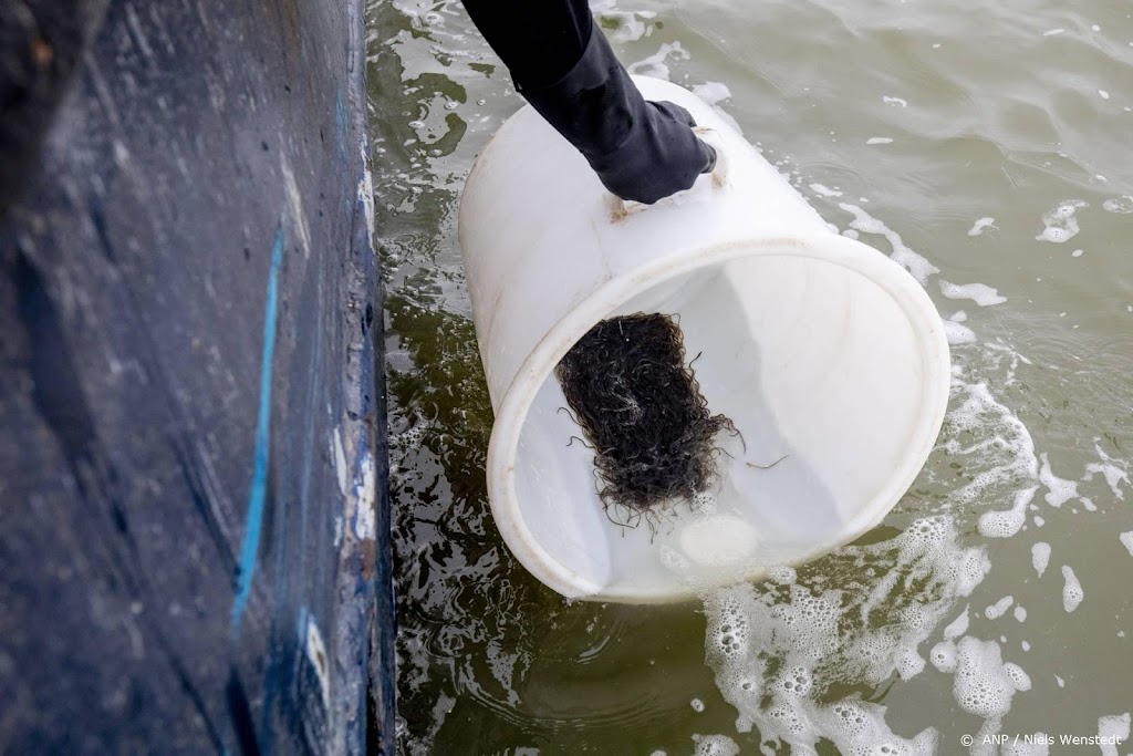 Op Schiphol in beslag genomen jonge palingen terug in natuur